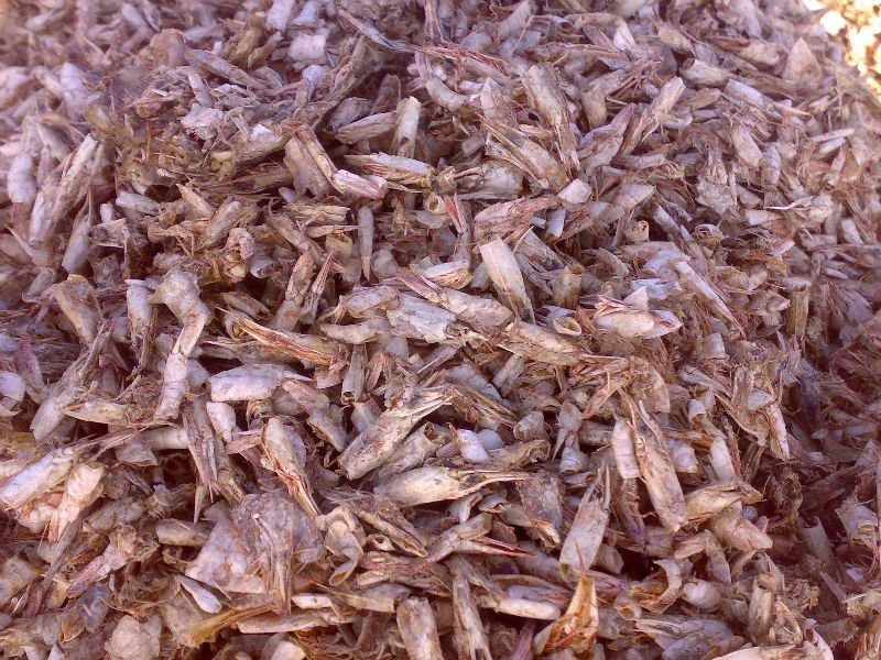 SHRIMPS FOR FISHMEAL.jpg